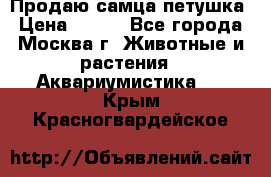 Продаю самца петушка › Цена ­ 700 - Все города, Москва г. Животные и растения » Аквариумистика   . Крым,Красногвардейское